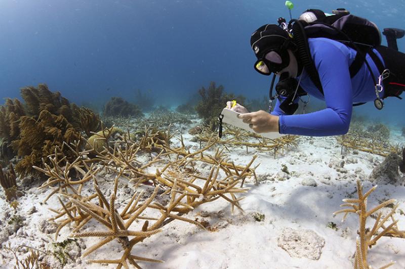 750x500-coral-monitoring-credit-Reef-Renewal-Bonaire
